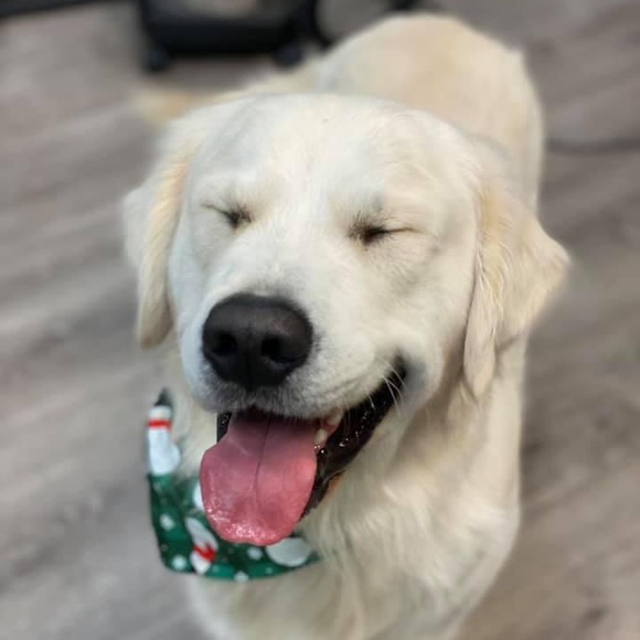 Please Read description🐾💙💚 - Picture 10 of 13